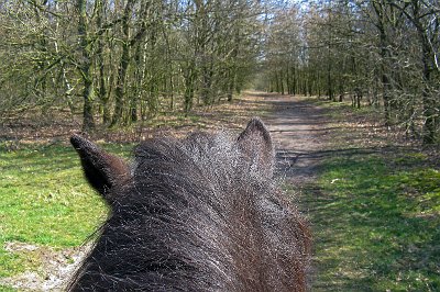 IMG_0662.jpg - Ausritt in die Steller Heide