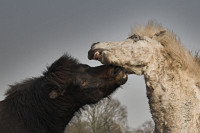 IMG_1860.jpg - Kongur und Glampi