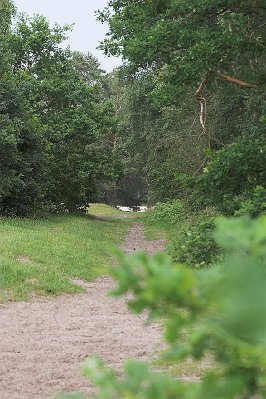 IMG_8674-01.jpg - Steller Heide