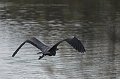 IMG_0517-01