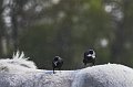 IMG_0991-01