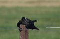 IMG_1941-01