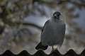 IMG_9694